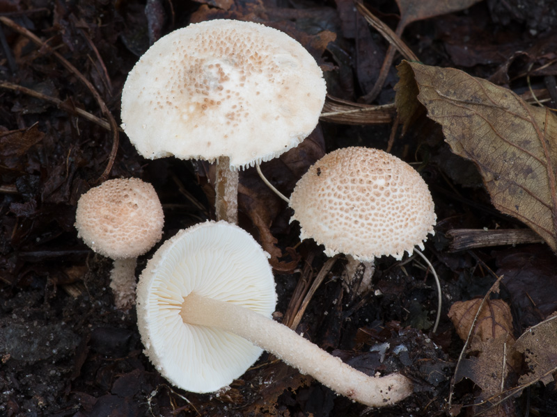 Echinoderma pseudoasperulum